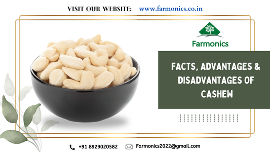Fact, Advantages and Disadvantages about cashews