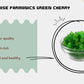 reasons why you  choose farmonics best quality greencherry 