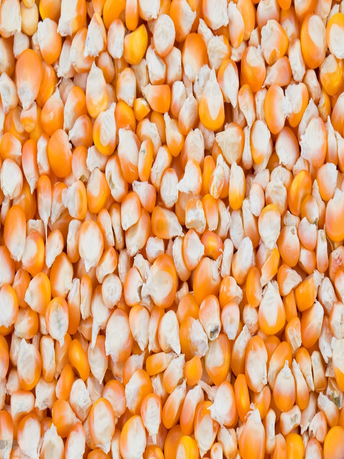 Makka (Popcorn)- Farmonics