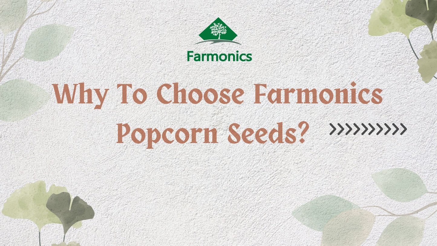 popcorn seeds