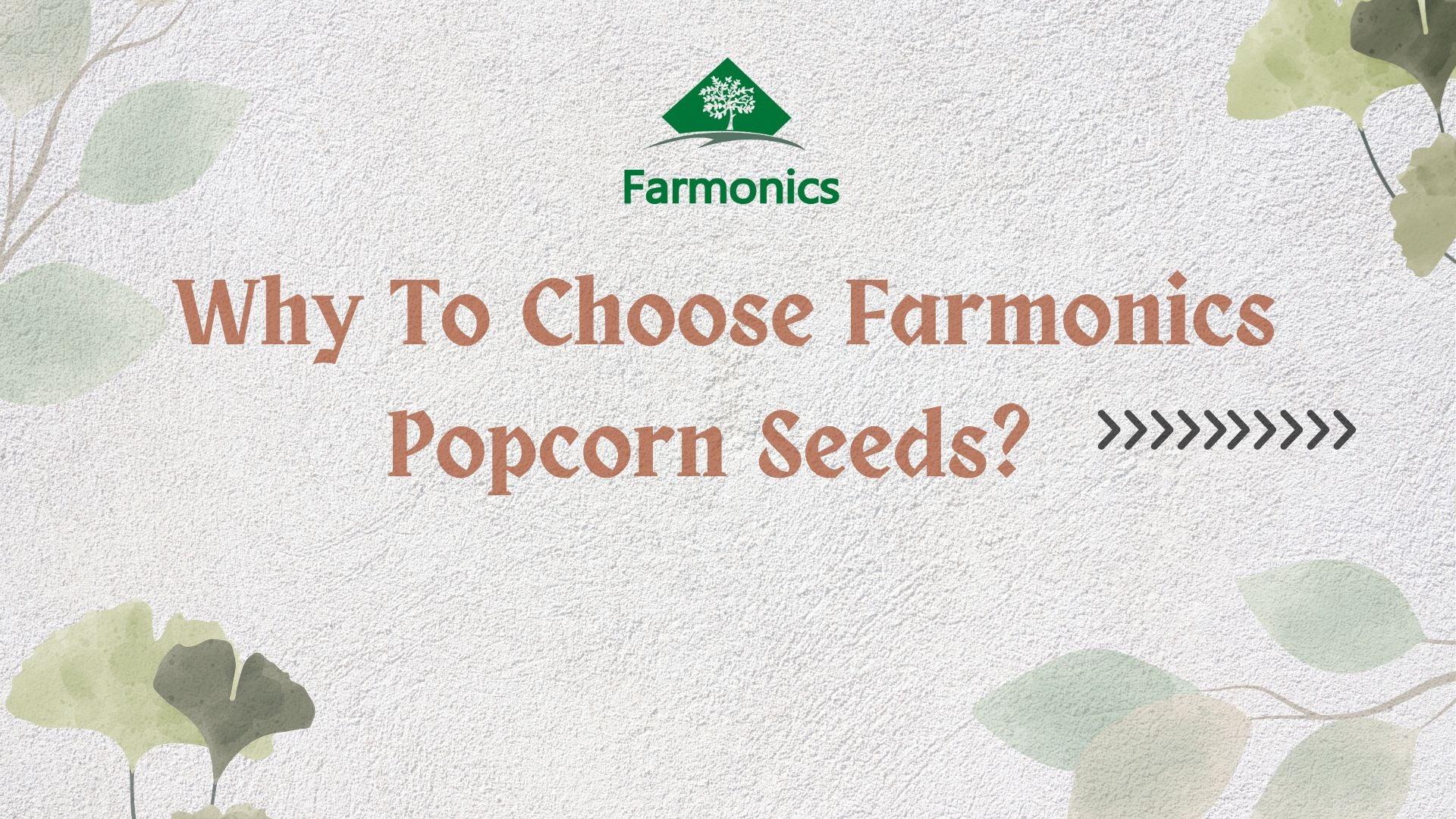 popcorn seeds