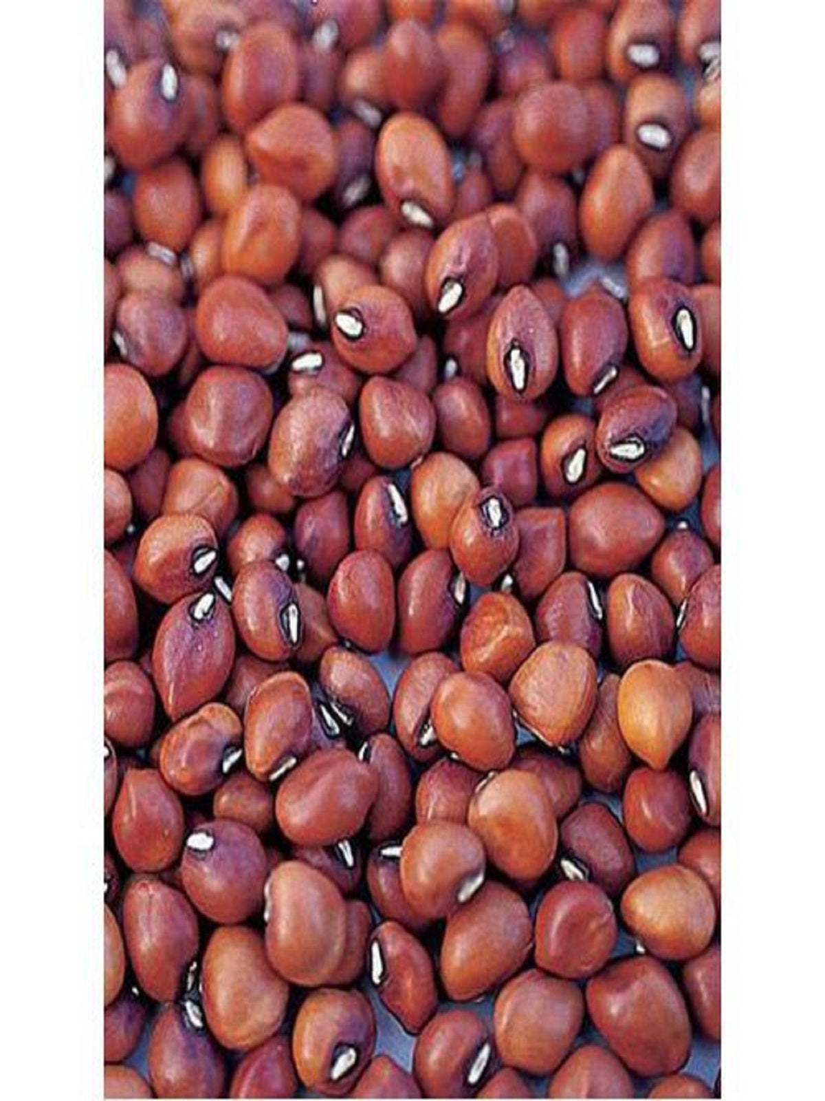 best quality Lal Lobiya