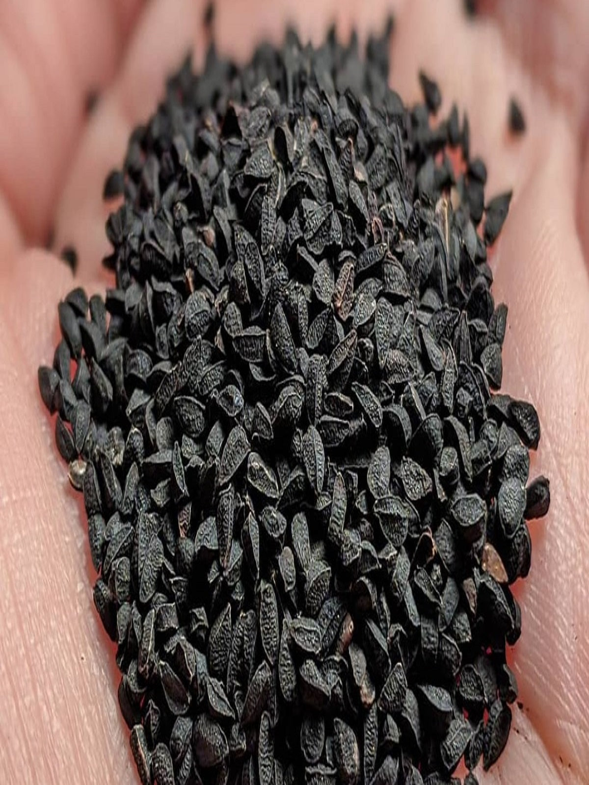 Buy the best quality Kalongi online at Farmonics