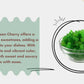 here are some of the information about farmonics green cherry 