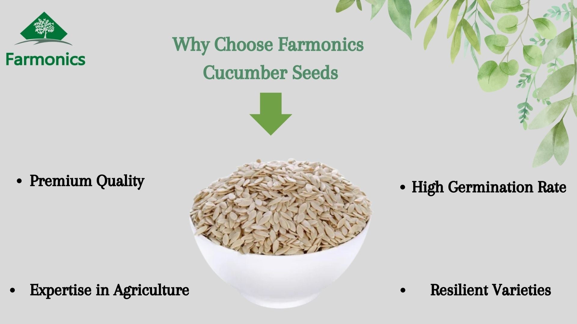 here are the resaons why you should use farmonics best quality cucumber seeds